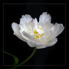Оригинал схемы вышивки «белый тюльпан» (№488950)