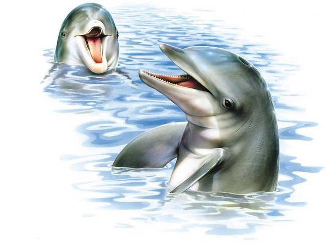 Дельфины - оригинал