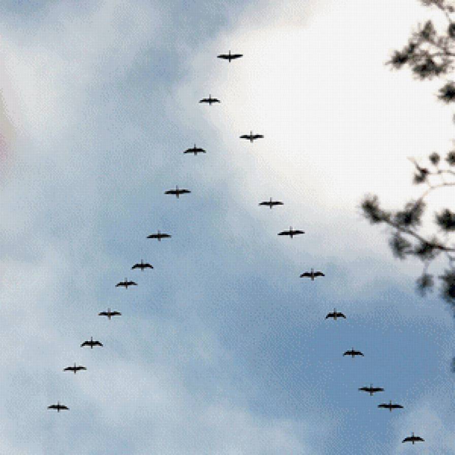 Гуси-лебеди - птицы, небо, клин, осень - предпросмотр