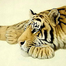 Оригинал схемы вышивки «тигр и листья» (№490015)