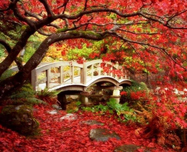 Осень - мост, природа, деревья, лес, осень - оригинал