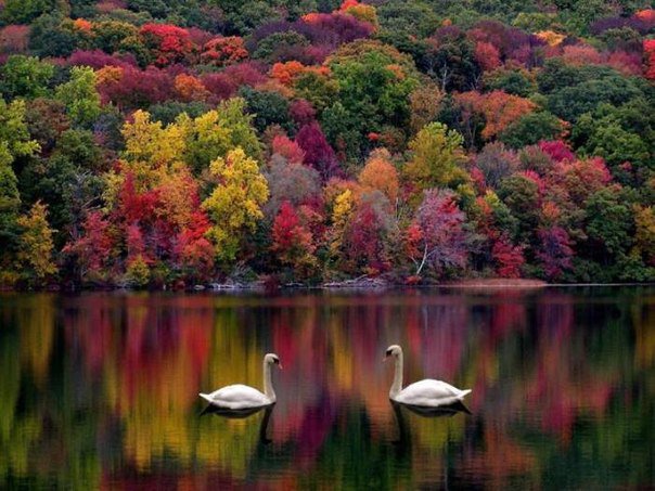 Лебеди - лебеди, деревья, осень, природа, река - оригинал
