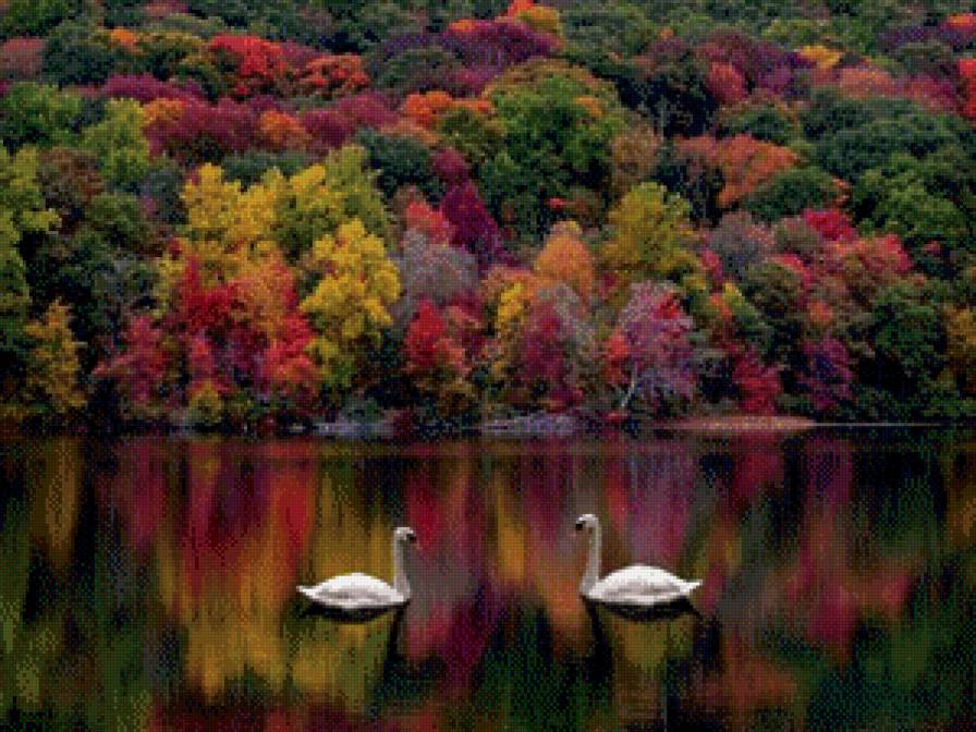 Лебеди - лебеди, осень, природа, река, деревья - предпросмотр