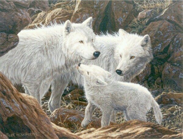 Семья - семья, животные, волки - оригинал