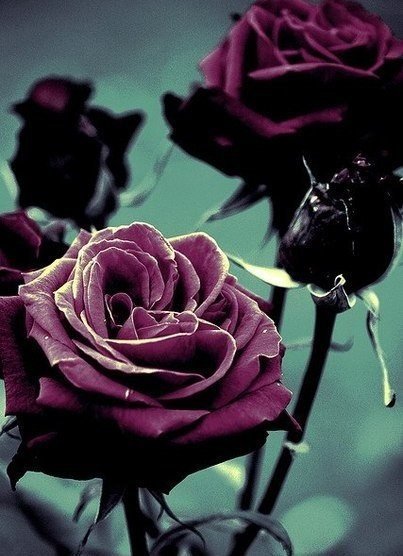 Розы - цветы, розы - оригинал