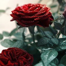Оригинал схемы вышивки «Розы» (№490610)