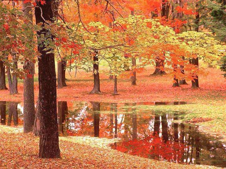 Осенний парк - природа, осень, пейзаж, парк - оригинал