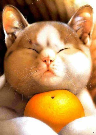 кот с апельсином - апельсин, животные, кот, аниме - оригинал