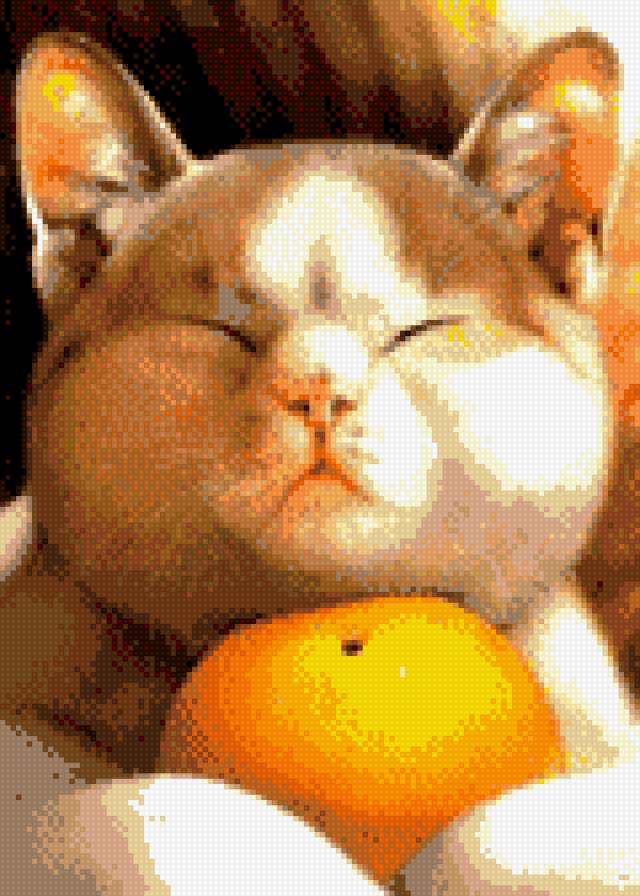 кот с апельсином - аниме, животные, апельсин, кот - предпросмотр