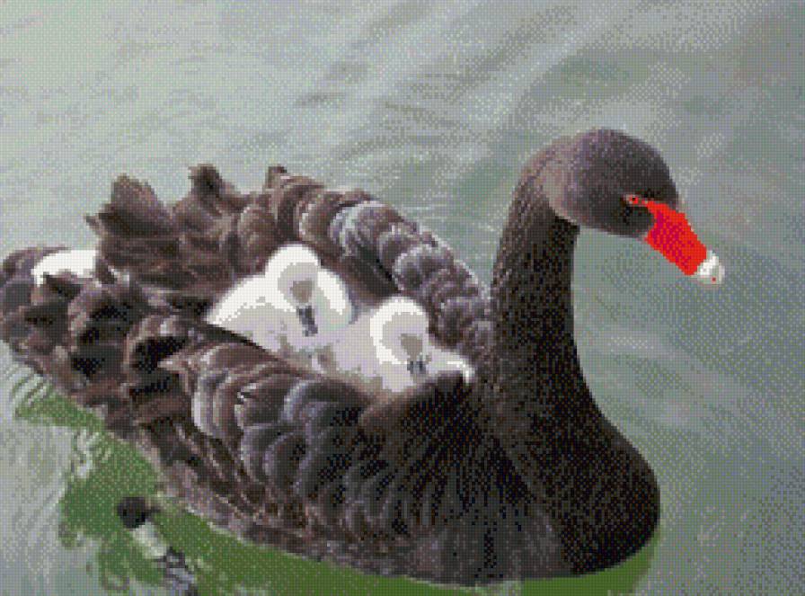 Лебединая семья - лебедь, семья - предпросмотр