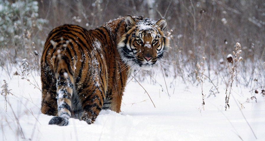 тигр зимой - зима, тигры - оригинал