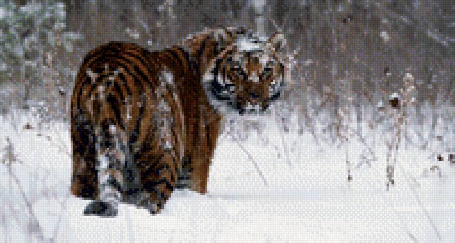 тигр зимой - тигры, зима - предпросмотр