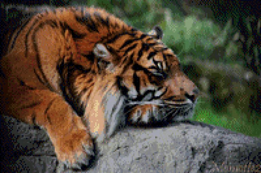 тигр спит - тигры - предпросмотр