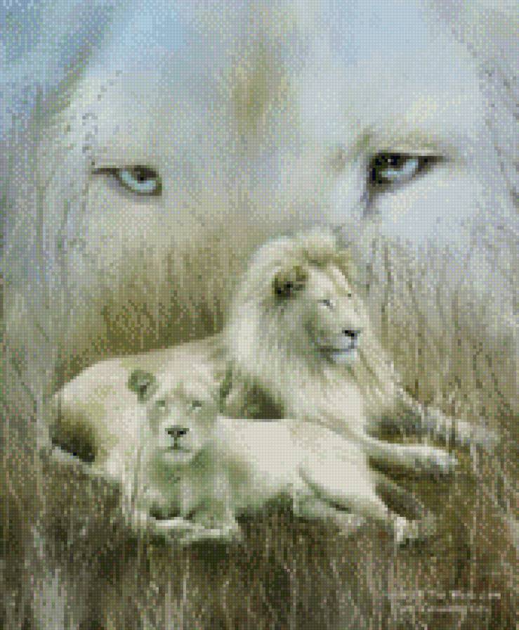 белые львы - альбиносы, пара, львы - предпросмотр