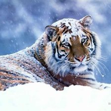 тигр под снегом
