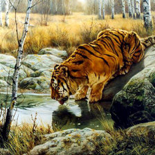 тигр на водопое