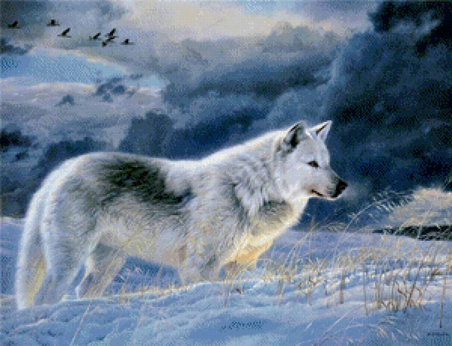 Волк - дикая природа - предпросмотр