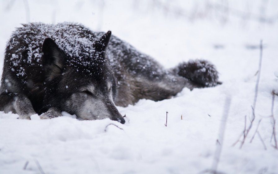 волк - волки, зима - оригинал