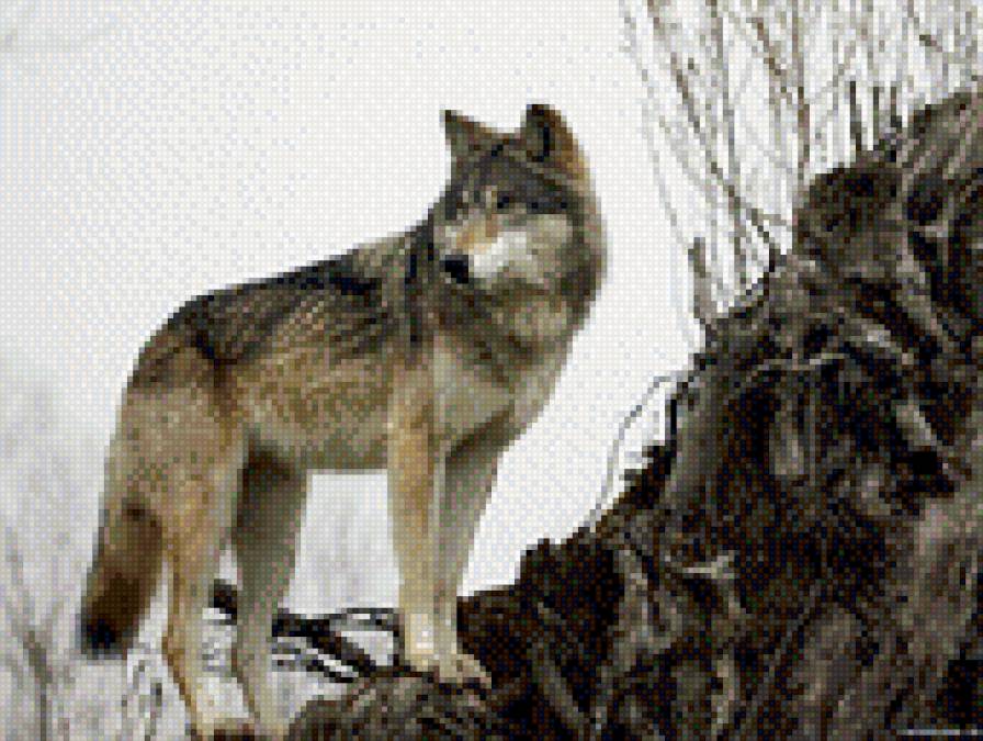 волк - волки - предпросмотр