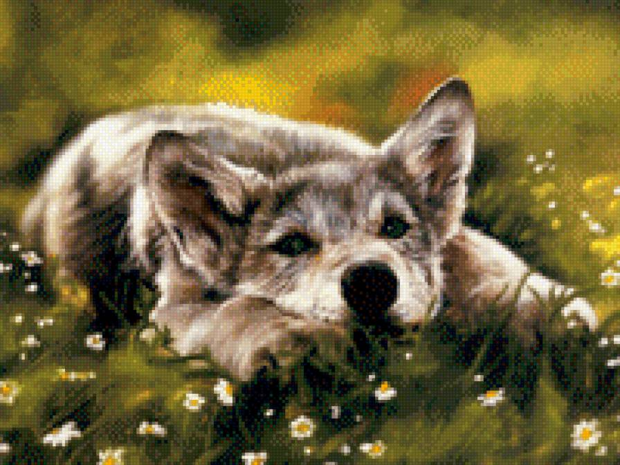 волчонок - волки, волчата - предпросмотр