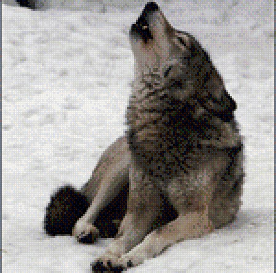 волк - зима, волки - предпросмотр
