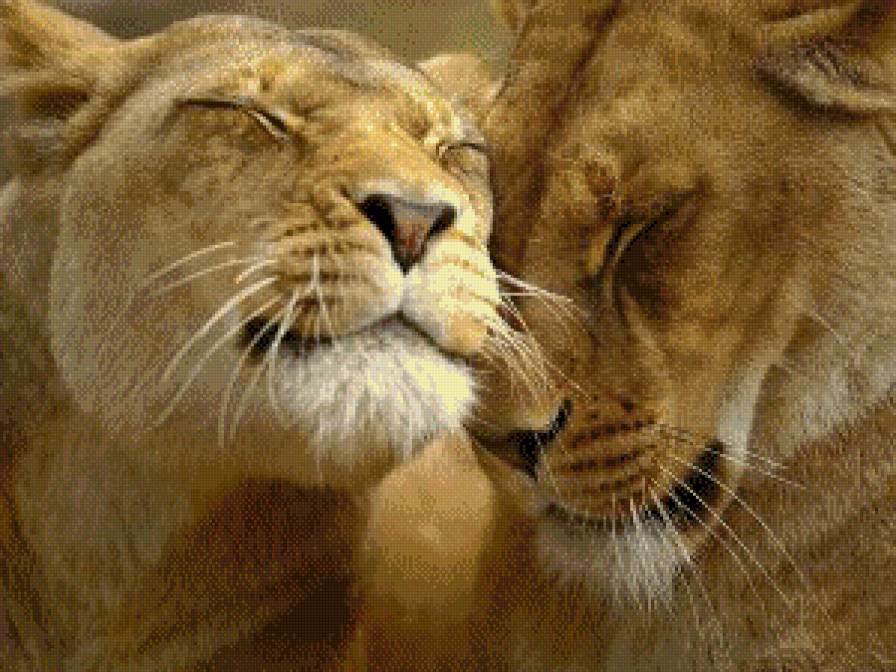 Львы - нежнсть, преднность, любовь, животые - предпросмотр