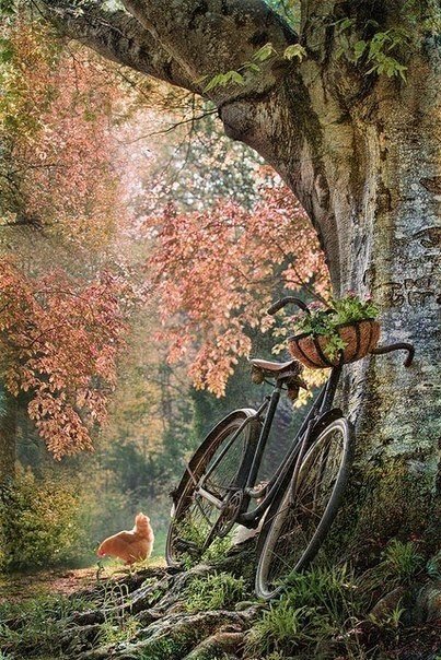 Деревня - велосипед, деревня, осень, лес - оригинал