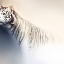 Оригинал схемы вышивки «Тигр в тумане» (№492698)