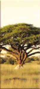 Деревья часть3 - дерево, саванна, африка, полиптих, деревья - оригинал