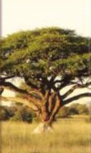 Оригинал схемы вышивки «Деревья часть3» (№492821)