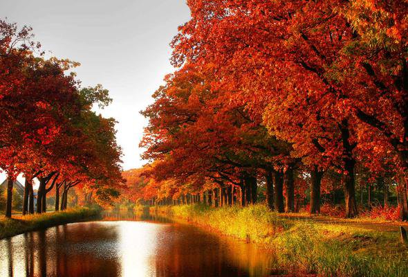 Осень - река, деревья, осень, природа - оригинал