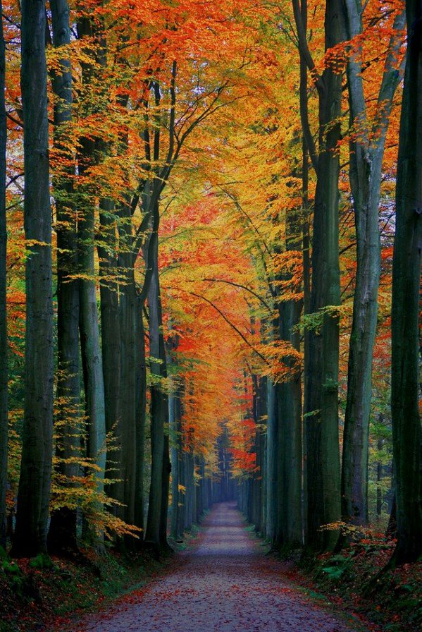 Осенний лес - пейзаж, осень, парк, дерево, природа, лес - оригинал