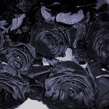 Оригинал схемы вышивки «черные розы» (№492989)