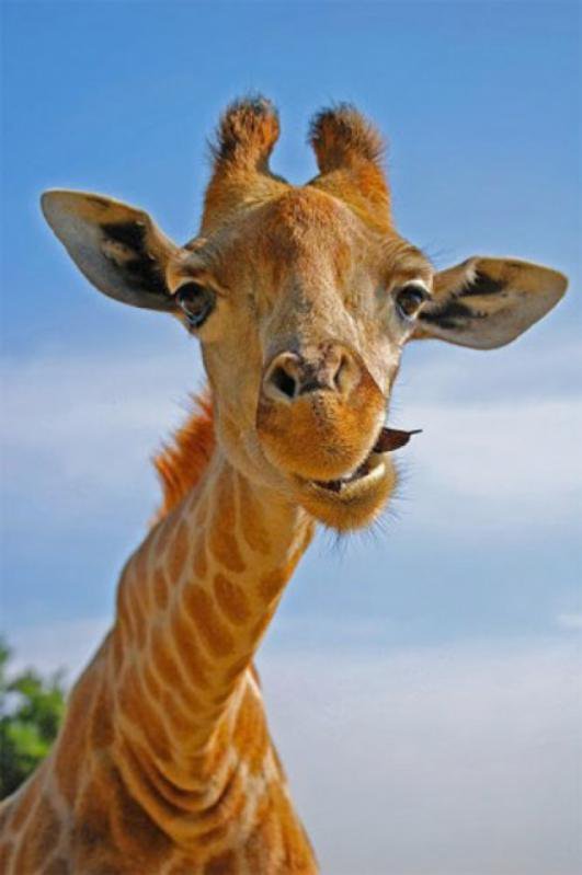 Жираф - жираф, животные, природа - оригинал