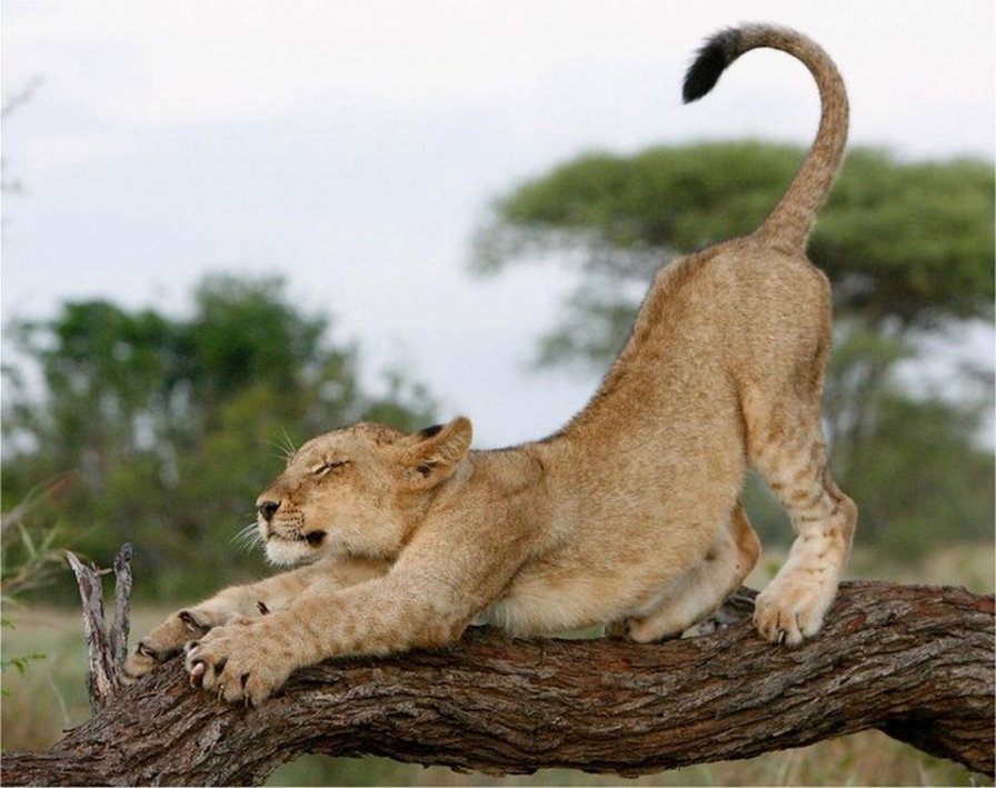 Лев - кошка, природа, животные, львы, лев, хищники - оригинал