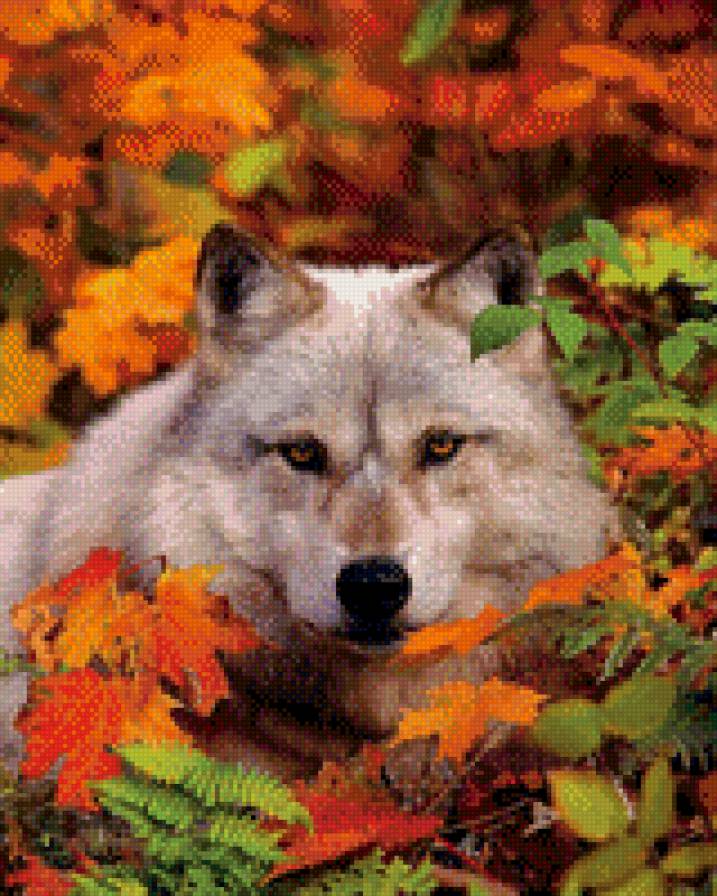 Волк - осень, природа, животные, хищники, кошка, волк - предпросмотр
