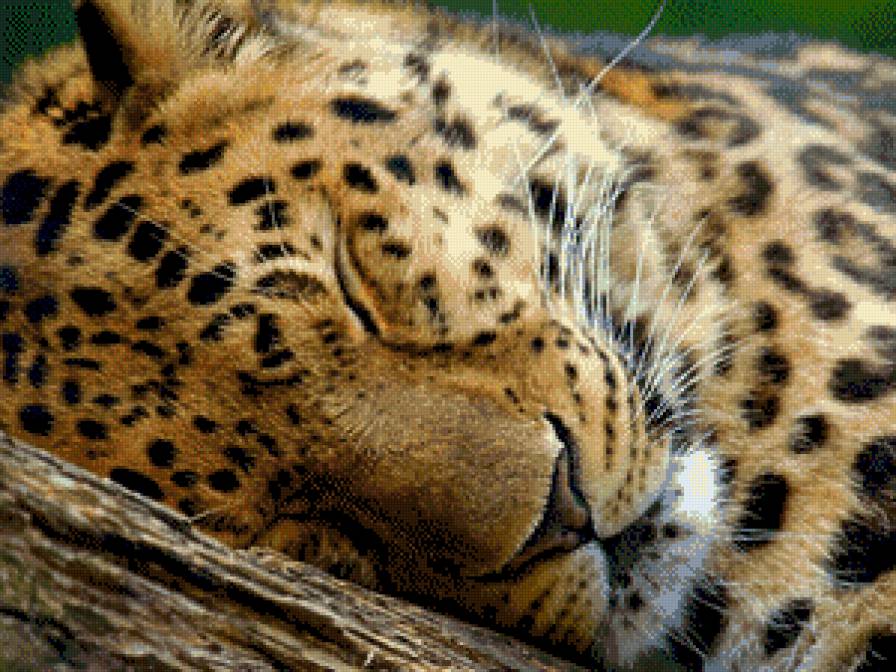 леопард - леопард, животные - предпросмотр
