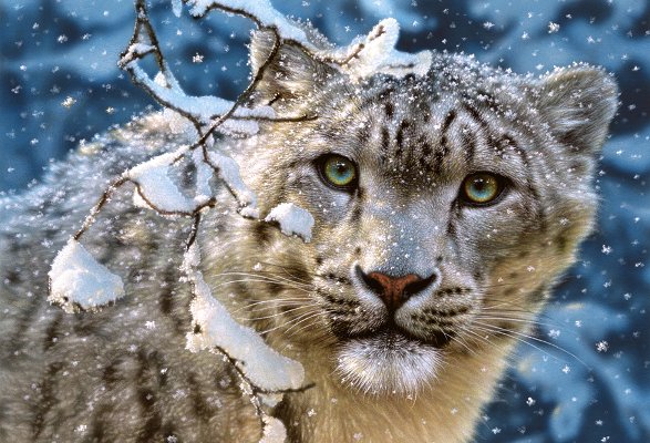 снежный леопард - кошки, животные, зима, леопард - оригинал