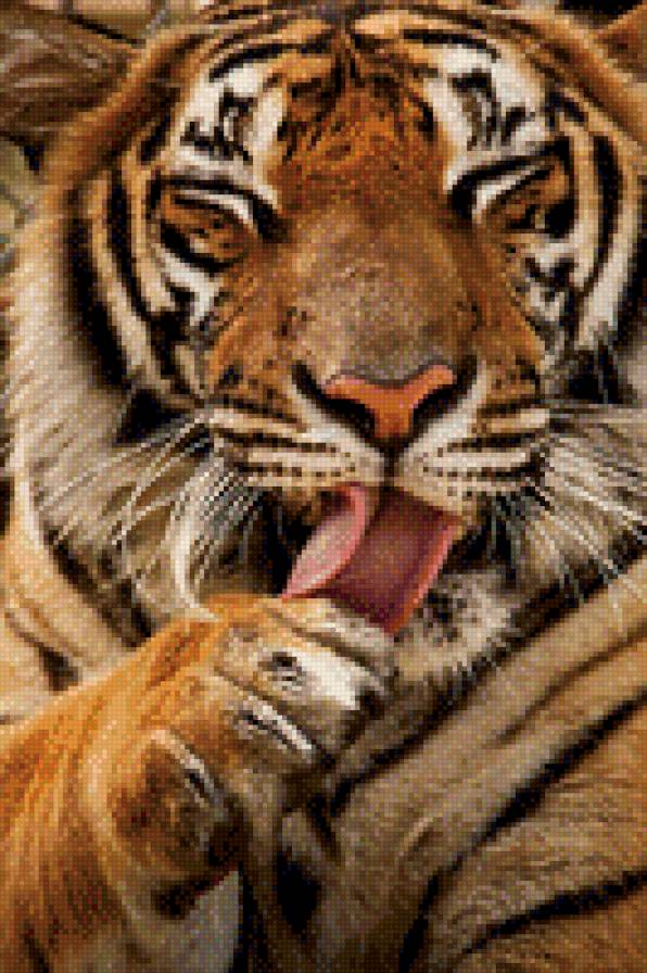 Тигр - хищники, тигр, кошка, животные, природа - предпросмотр