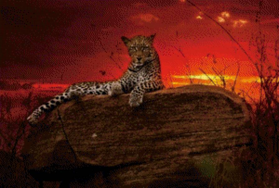 Леопард - кошка, животные, леопард, закат, природа, хищники, барс - предпросмотр