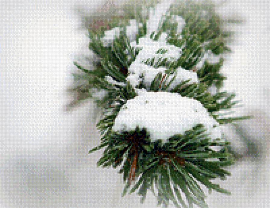 ветка сосны - снег, ветка, дерево, сосна - предпросмотр