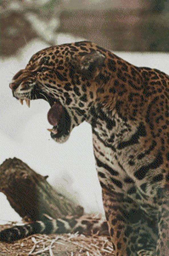 Леопард - кошка, природа, барс, хищники, животные, леопард - предпросмотр