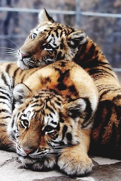 Тигры - тигры, хищники, животные, природа, кошка, тигр - оригинал