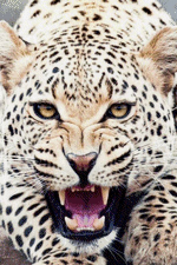Леопард - хищники, леопард, барс, природа, кошка, животные - предпросмотр