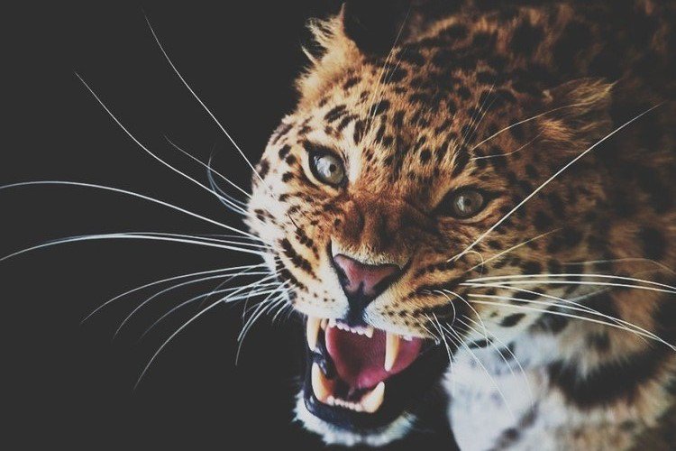 Леопард - барс, животные, хищники, леопард, кошка, природа - оригинал