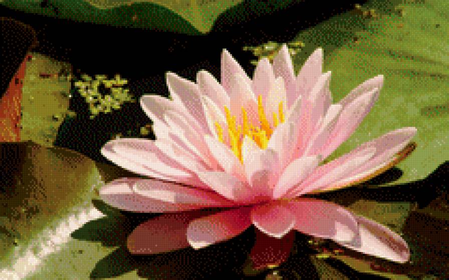 Цветок лотоса - восток, цветы, азия - предпросмотр