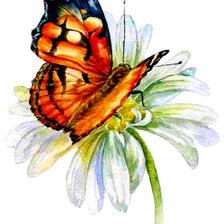 бабочка на ромашке