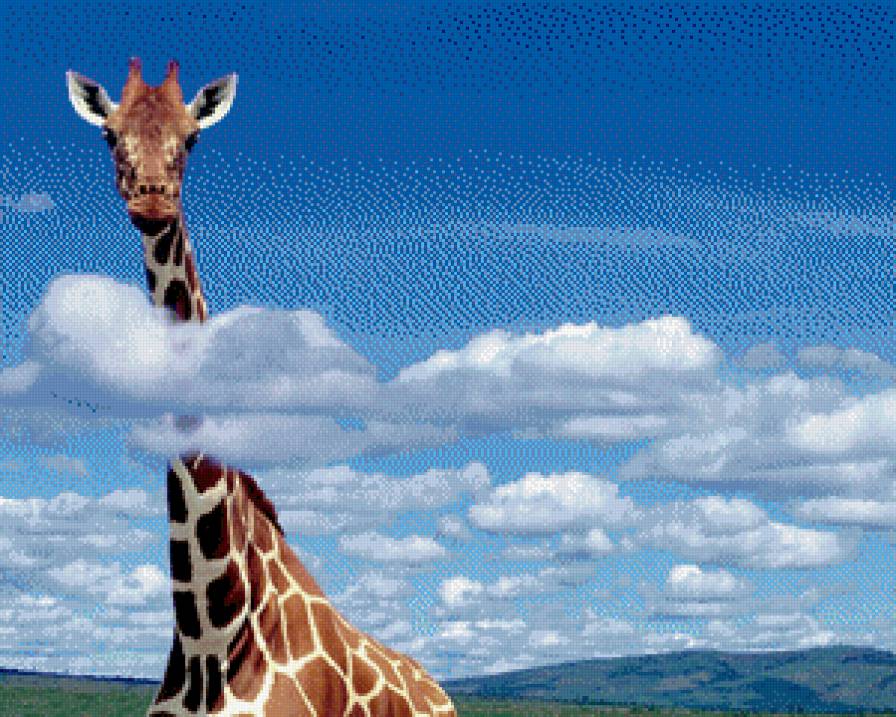 Жираф - небо, облака - предпросмотр