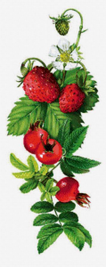ягодки - кухня, цветы, шиповник, земляника, природа - предпросмотр