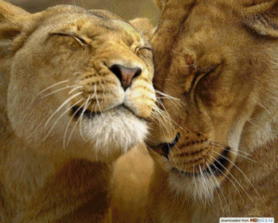 лев и львица - животные - предпросмотр